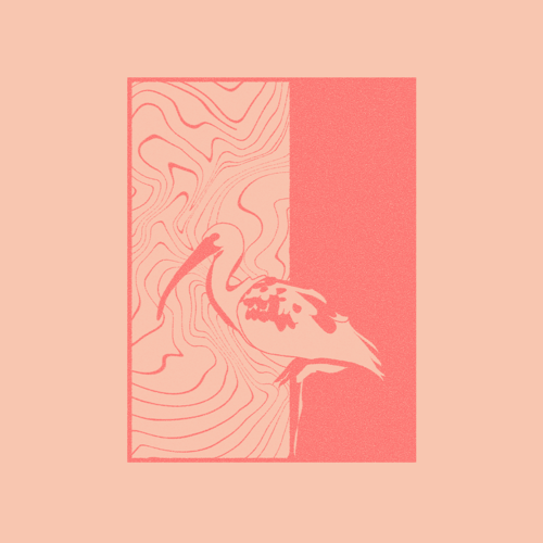 ibis