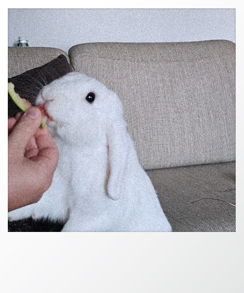 Polaroid of Palt