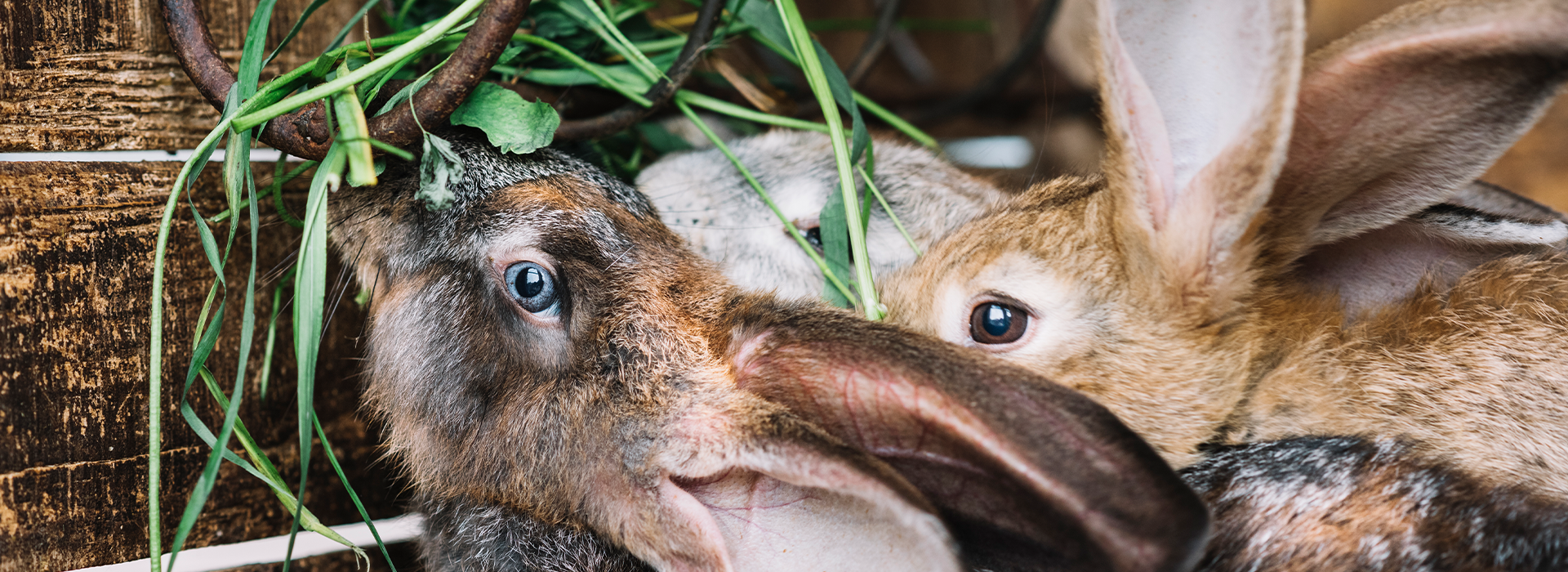 Bunnies